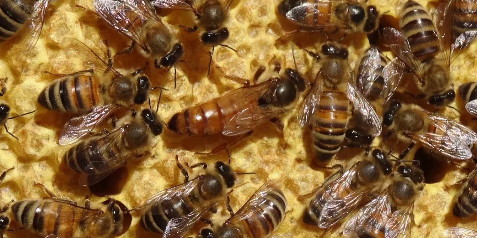 Et si la gelée n’était pas si Royale ?