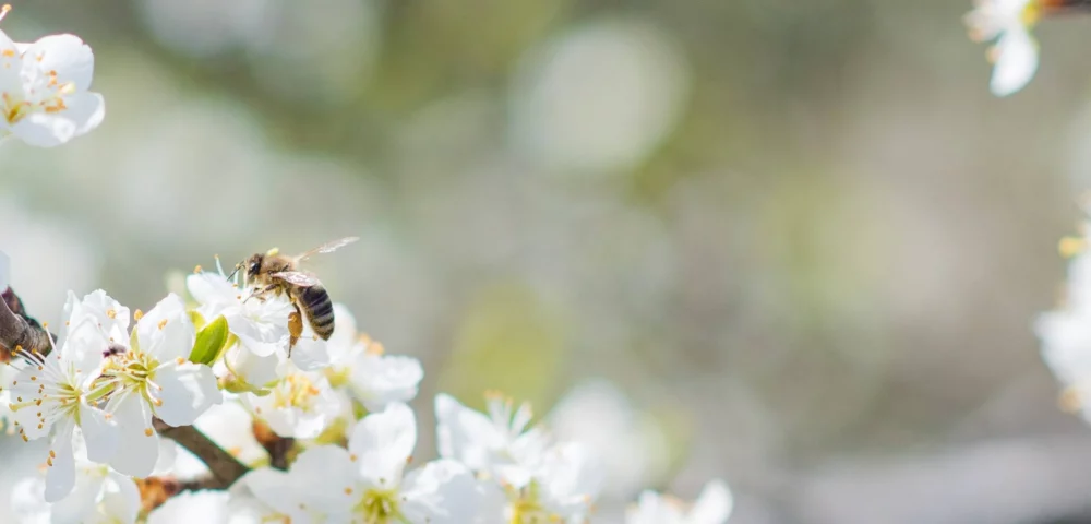 Quel est le rôle de l’abeille dans l’écosystème ?